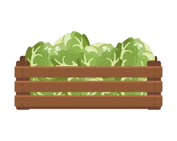 Caja Madera Con Repollo Blanco Alimentación Saludable Verduras Agricultura Ilustración — Vector de stock