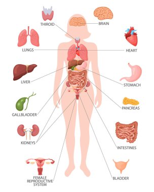 Infographic poster with the internal organs of the female body. Respiratory, digestive, reproductive, cardiac systems. Banner, vector clipart