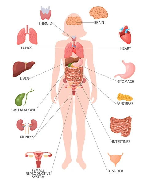 Infographic Poster Internal Organs Female Body Respiratory Digestive Reproductive Cardiac — Stock Vector