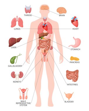 İnsan anatomisi konsepti. Erkek vücudunun iç organlarına sahip bir bilgi posteri. Solunum, sindirim, üreme, kalp sistemleri. Sancak, vektör