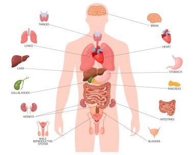 Human anatomy concept. Infographic poster with the internal organs of the male body. Respiratory, digestive, reproductive, cardiac systems. Banner, vector clipart