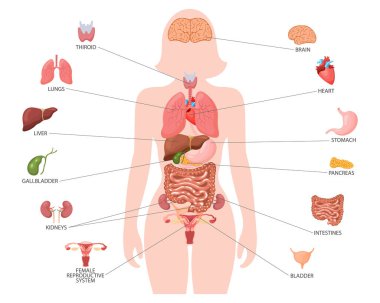 İnsan anatomisi konsepti. Kadın vücudunun iç organlarına sahip bilgi posteri. Solunum, sindirim, üreme, kalp sistemleri. Sancak, vektör