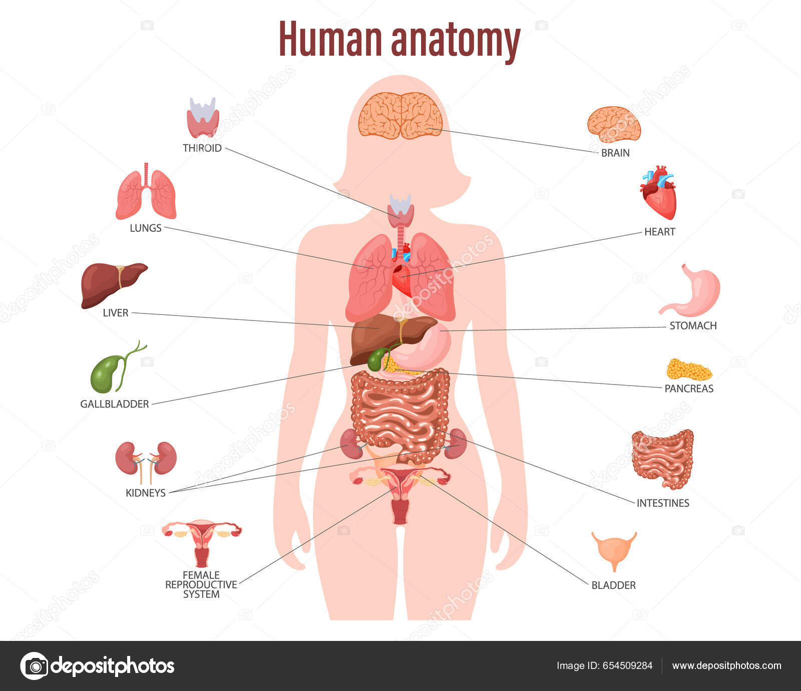 Image vectorielle Concept D'anatomie Humaine Affiche Infographique Avec Les Organes  Internes Corps par ©Vania7Tania - 654509284