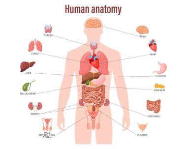 İnsan anatomisi konsepti. Erkek vücudunun iç organlarına sahip bir bilgi posteri. Solunum, sindirim, üreme, kalp sistemleri. Sancak, vektör
