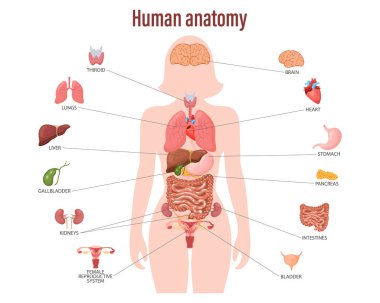 İnsan anatomisi konsepti. Kadın vücudunun iç organlarına sahip bilgi posteri. Solunum, sindirim, üreme, kalp sistemleri. Sancak, vektör