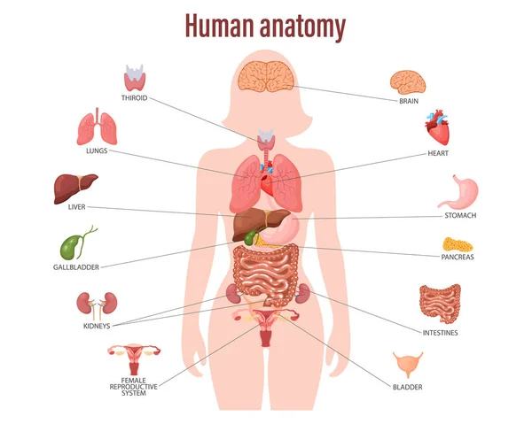 Ludzka Koncepcja Anatomii Plakat Infograficzny Organami Wewnętrznymi Kobiecego Ciała Układ — Wektor stockowy
