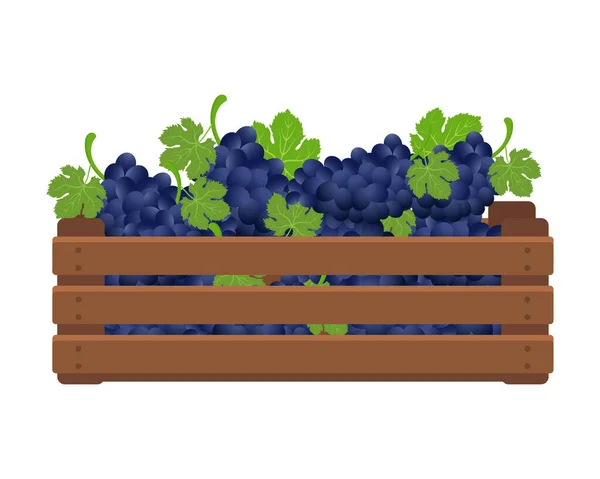 Drewniane Pudełko Grona Niebieskich Winogron Zdrowa Żywność Owoce Rolnictwo Ilustracja — Wektor stockowy