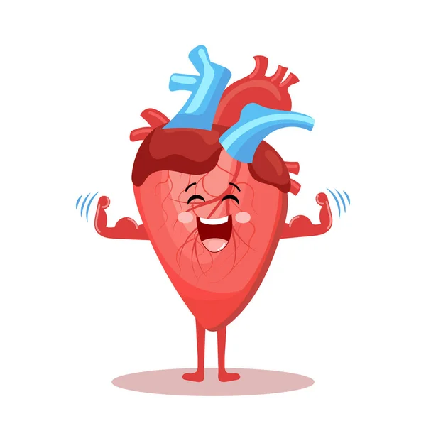 Roztomilá Kreslená Veselá Postava Zdravého Lidského Srdce Lidská Anatomie Lékařská — Stockový vektor