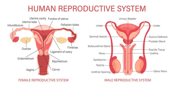 Nsan Üreme Sistemi Bir Kadın Erkeğin Organlarının Anatomisi Bilgi Pankartı — Stok Vektör