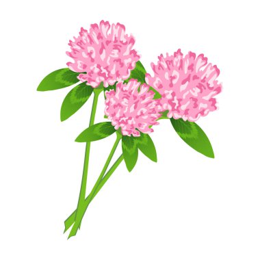 Beyaz arka planda yaprakları olan bir buket yosun çiçeği. Kartpostal, botanik çizim, vektör