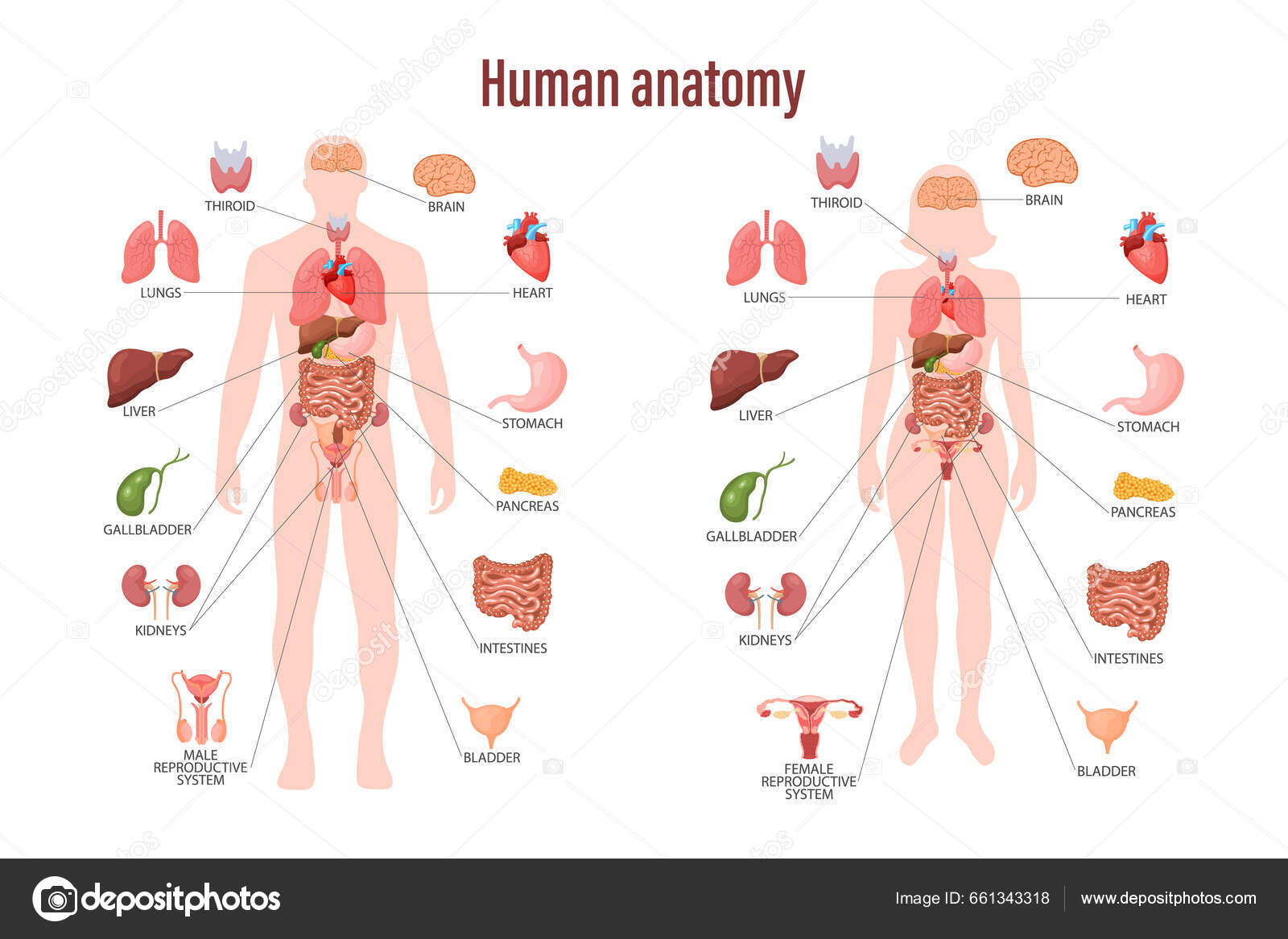 Menneskets Anatomi Fografisk Plakat Med Indre Organer Menneskekroppen  Åndedrett Fordøyelse – stockvektor ©Vania7Tania 661343318