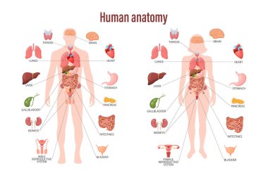 İnsan anatomisi konsepti. İnsan vücudunun iç organlarına sahip bir bilgi posteri. Solunum, sindirim, üreme, kardiyovasküler sistem. Sancak, vektör
