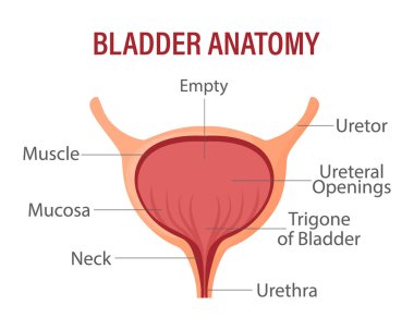 Mesane, iç organ. İnsan organının anatomisi. Tıp, sağlık ve bilim alanında. infografik pankart