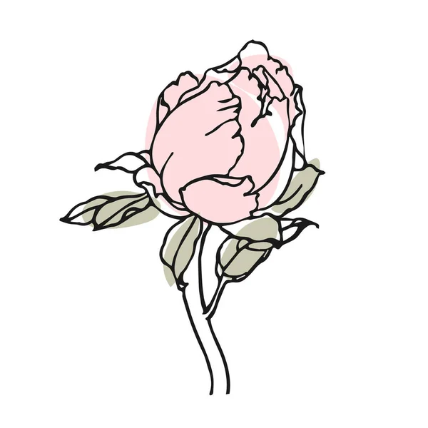 Rose Bourgeon Dessiné Main Dessin Contour Avec Des Taches Abstraites — Image vectorielle
