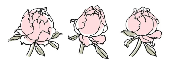 Rózsa Virág Bimbók Kész Vázlat Rajz Vázlat Kontúrrajz Gyengéd Absztrakt — Stock Vector