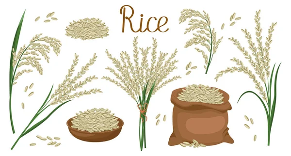 Eine Reihe Von Getreidekörnern Und Reisdornen Reispflanze Reiskörner Teller Und — Stockvektor