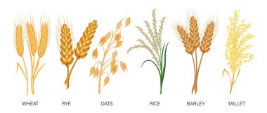 Mısır gevreği hazır. Buğday, çavdar, yulaf, pirinç, arpa, darı, dikenli diken. Hasat, tarım. Görüntü, vektör