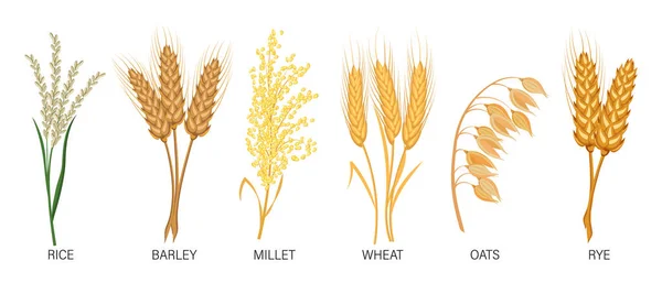 Mısır Gevreği Hazır Buğday Çavdar Yulaf Pirinç Arpa Darı Dikenli — Stok Vektör