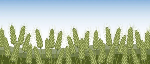 Колючки Ржаного Ржаного Пшеничного Поля Против Неба Сельское Хозяйство Бесшовная — стоковый вектор
