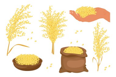 Bir dizi tahıl ve darı dikenleri. Millet bitkisi, tabakta darı taneleri ve torba. Tarım, tasarım elementleri, vektör