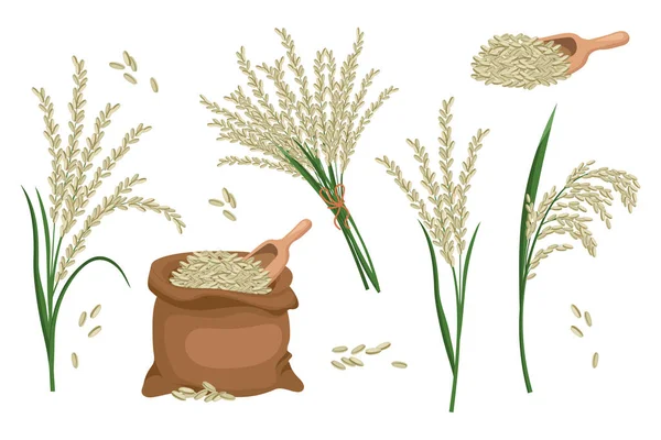 Uppsättning Kärnor Och Kryddor Ris Risväxt Riskorn Påse Risbukett Jordbruksbakgrund — Stock vektor