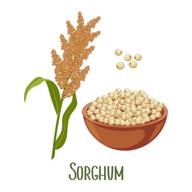 Bir dizi sorghum taneleri ve dikenler. Sorghum bitkisi, bir tabakta sorghum taneleri. Tarım, tasarım elementleri, vektör