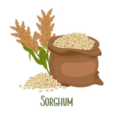 Bir dizi sorghum taneleri ve dikenler. Sorghum bitkisi, torba içinde sorghum taneleri. Tarım, tasarım elementleri, vektör