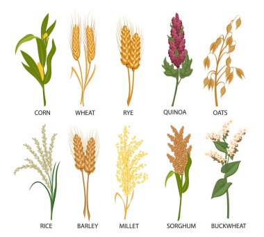 Mısır gevreği seti, tahıl bitkileri. Buğday, çavdar, yulaf, pirinç, karabuğday, mısır, kinoa, sorghum, arpa, darı, dikenli diken. Hasat, tarım. Görüntü, vektör