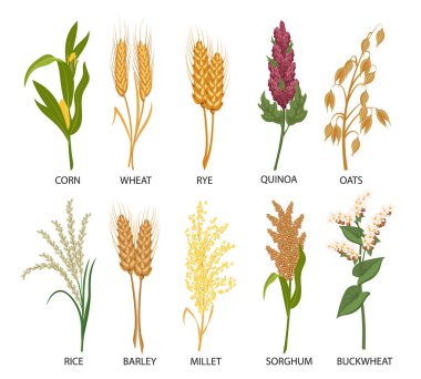 Set of cereals, grain plants. Wheat, rye, oats, rice, buckwheat, corn, quinoa, sorghum, barley, millet, spikelets. Harvest, agriculture. Illustration, vector clipart