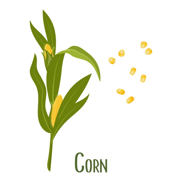 Set Aus Maiskörnern Und Maiskolben Maispflanze Zuckermais Maiskörner Landwirtschaft Lebensmittel — Stockvektor