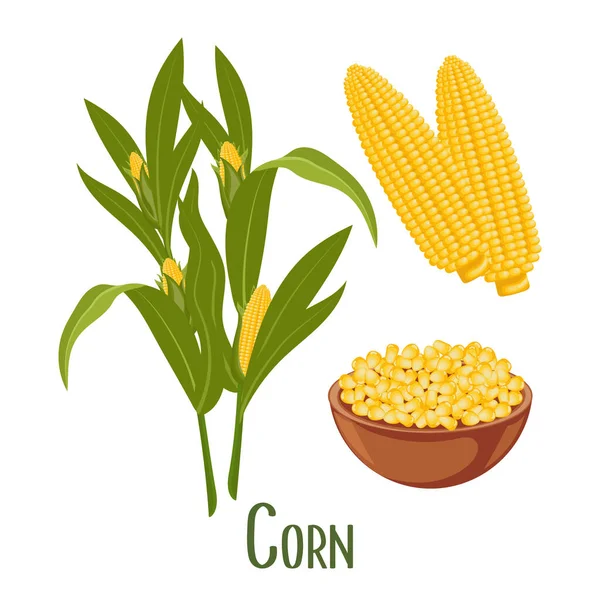 Набор Зерен Кукурузы Колосьев Кукуруза Сладкая Кукуруза Кукурузные Початки Кукурузные — стоковый вектор
