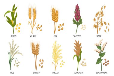 Mısır gevreği seti, tahıl bitkileri. Buğday, çavdar, yulaf, pirinç, karabuğday, mısır, kinoa, sorghum, arpa, darı, dikenli diken. Hasat, tarım. Görüntü, vektör