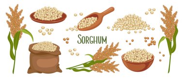Bir dizi sorghum taneleri ve dikenler. Sorghum bitkisi, bir tabakta sorghum taneleri, spatula ve torba. Tarım, tasarım elementleri, vektör