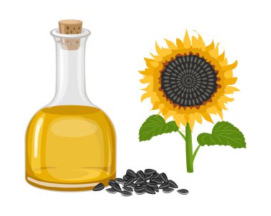 Ayçiçeği seti. Ayçiçeği yağı, ayçiçeği bitkisi, fidanlar. Tarım, yiyecek. Vektör