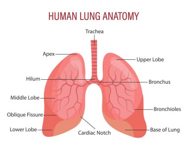 İnsan akciğerlerinin anatomisi. Solunum sistemi. Tıbbi bilgi pankartı, illüstrasyon, vektör