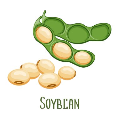 Soya fasulyesi. Kabuklu soya fasulyesi. Yiyecek, baklagiller, tarım. Görüntü, vektör