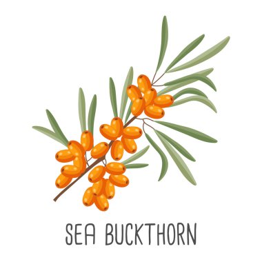 Beyaz arka planda böğürtlenli deniz dikenli dallar. İlaç bitkisi, illüstrasyon, vektör