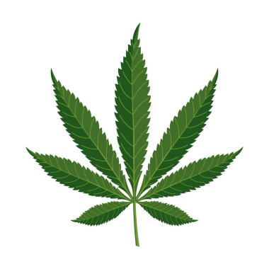 Beyaz arka planda kenevir yaprağı. Marihuana yaprağı. Görüntü, vektör