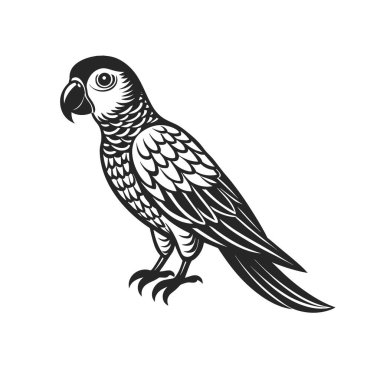 Tropik papağan kuşu. Beyaz arka planda siyah bir siluet. İşleme, dövme. Görüntü