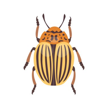 Adult Colorado potato beetle on white background. Zoological illustration in flat style clipart