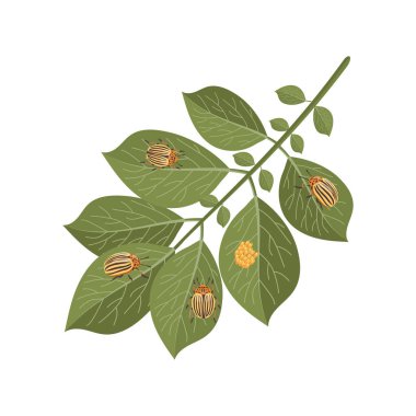 Colorado potato beetles on a potato leaves. Zoological illustration in flat style clipart