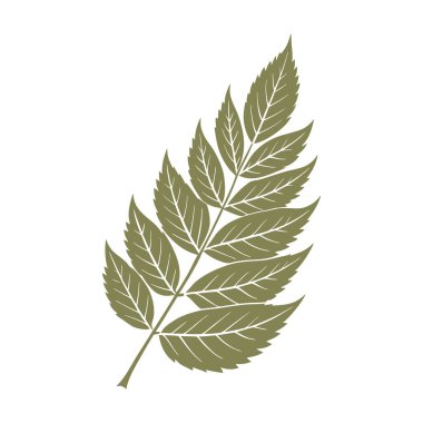 Beyaz arka planda Rowan ağaç yaprağı silueti. Sonbahar tasarım elementi. Düz biçim illüstrasyonu