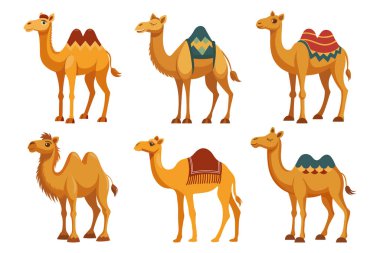 Set of one-humped and two-humped camels on white background. Desert animals collection. Flat style illustration. clipart