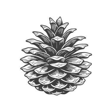 Beyaz arka planda çam kozalağı çizdim. Firavun konisi. Sembol, tasarım ögesi