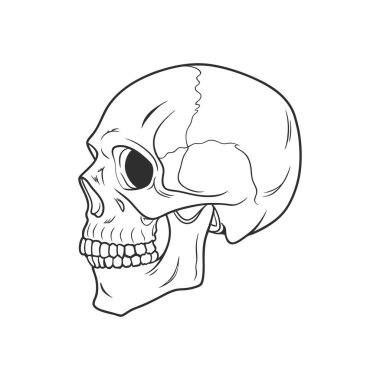 Beyaz arka planda izole edilmiş insan kafatası. Robot resim. Anatomik çizim.