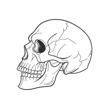 Beyaz arka planda izole edilmiş insan kafatası. Robot resim. Anatomik çizim.