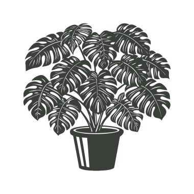 Beyaz arka planda bir saksıda canavar bitkisi. İç tasarım için botanik öğesi. Tek renkli siyah beyaz illüstrasyon.