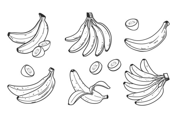 Banana set. Bananas, half peeled and slice banana, bunch of bananas. Exotic sweet desserts. Hand drawn illustration in sketch style.