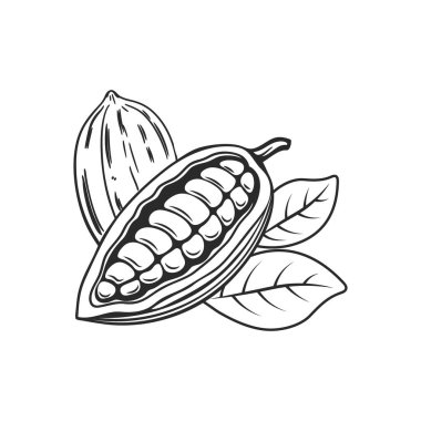 Kakao çekirdeği, kabuk ve yaprakların resmi. Skeç, tek renkli siyah beyaz çizim