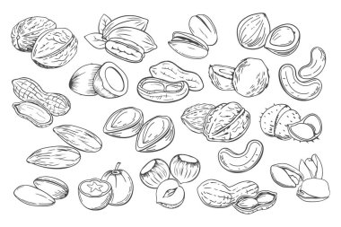 El yapımı fındık. Farklı fındıklar. Fıstık, kaju, hindistan cevizi, fındık ve macadamia. Eskiz retro tarzında resim